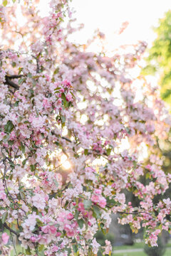 Pink cherry tree blossom flowers blooming in spring, easter time against a natural sunny blurred garden 