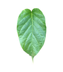 Fototapeta na wymiar Isolated gurmar leaf or gymnema inodorum dencne leaf with clipping paths.