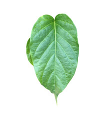 Isolated gurmar leaf or gymnema inodorum dencne leaf with clipping paths.