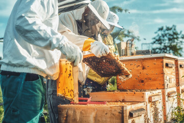 Beekeeper manipulating with honeycomb full of golden honey.