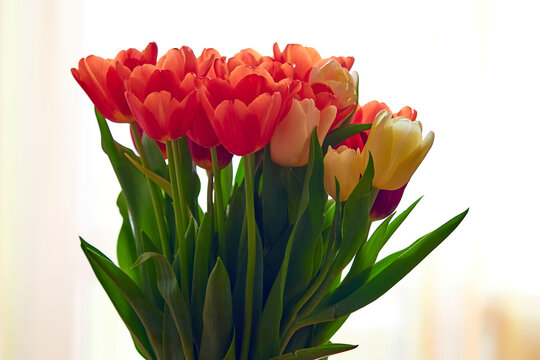 Bouquet of tulips of different colors on a white background