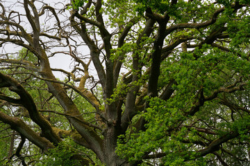 Eichen am Bolter Kanal