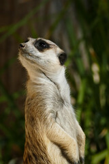 Meerkat on guard duty looking behind