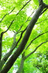 新緑　もみじ　環境イメージ