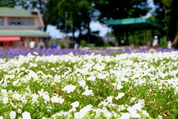 埼玉県　川口グリーンセンター　２０２２年