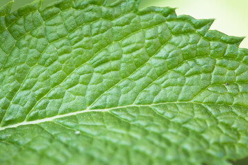 Green fresh leaves of peppermint macro shot