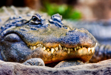 closeup of the head of a crocodile with its spectacular teeth and killer look - 507445110