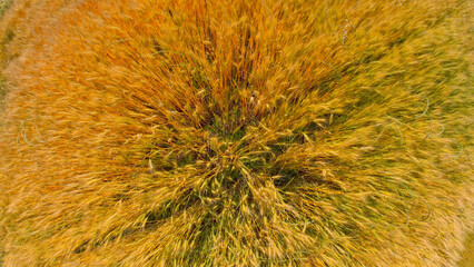 麦畑の麦秋　実りの初夏 
Wheat autumn in a wheat field, early summer of fruit