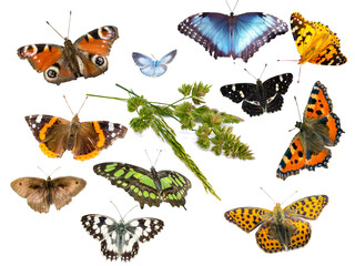 verschiedene Gräser mit Schmetterlingen isoliert © Animaflora PicsStock