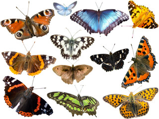 viele Schmetterlingsarten freigestellt auf weißen Hintergrund