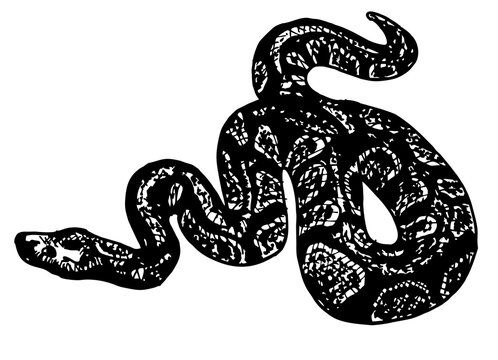 Sketch python big snake. Boa constrictor isolated on white. Tattoo snake. Hand Drawn ink illustration. Isolated vector illustration. Tattoo old school tattooing style Ink.