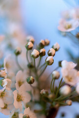 Spring buds of a tree