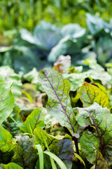Obraz premium Harvest of young beetroot in the garden. Fresh crop. Home or industrial farming. Delicious and healthy organic food.