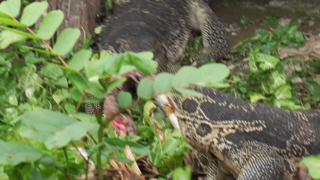 Water monitor eating, fighting and snatching each others for food. Burmese python snake has died and become food. Dangerous wildlife and nature.