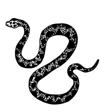 Hand drawing snake. Wildlife snake tattoo vector design isolated. Wild snake sketch, dangerous animal reptile illustration. Patterned snake. for posters, tattoo, clothes, t-shirt design, pins