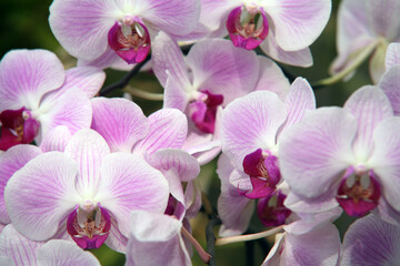White-pink Orchid flowers on a sunny spring day. Flowers close-up. Background or postcard concept.