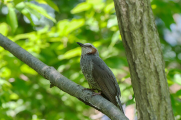 ヒヨドリが枝にとまる