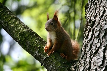 Squirrel sitting on a tree