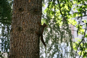 Squirrel climbing on a tree
