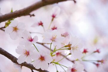 桜