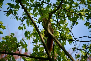 Squirrel climbing on a tree