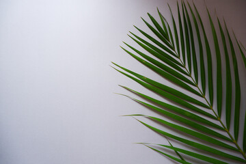 Fototapeta premium Fresh Palm leaf on gray background. Topical palm leaf top view. 