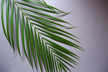 Fresh Palm leaf on gray background. Topical palm leaf top view. 