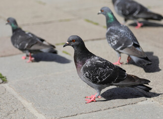 urban pigeon that paws in the city along with other similar birds