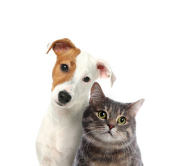 Adorable cat and dog on white background. Cute friends © New Africa