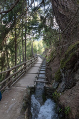 Apple tree Val Venosta, South Tyrol Italy