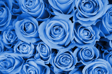 Beautiful fresh light blue roses as background, closeup. Floral decor