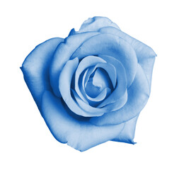 Beautiful blooming light blue rose on white background