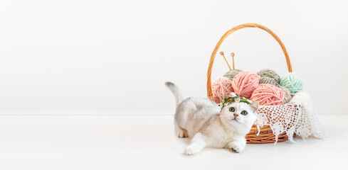 Basket with balls of thread with knitting needles and cute kitten on a white background with copy space.