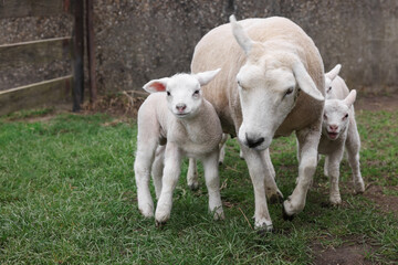 Fototapeta premium Cute funny sheep on green field. Farm animal