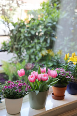 Many beautiful blooming potted plants on windowsill indoors
