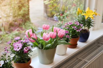 Obraz na płótnie Canvas Many beautiful blooming potted plants on windowsill indoors