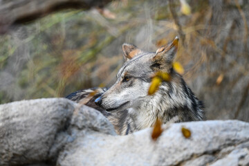 Wolf in der Wildnis von Nordamerika