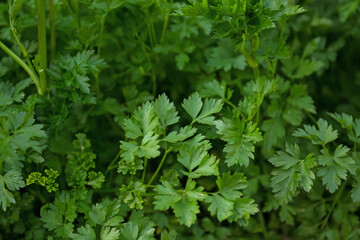 Fresh green parsley as background, closeup view