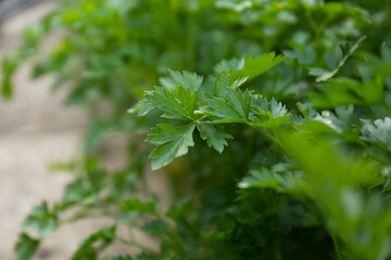 Fresh green parsley growing outdoors on spring day, closeup. Space for text