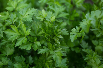 Fresh green parsley as background, closeup view