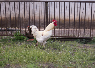 One white rooster near fence at farm