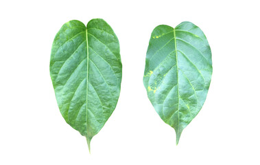 Fototapeta premium Isolated gurmar leaf or gymnema inodorum dencne leaf with clipping paths.