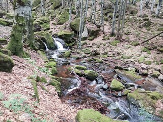 nature animals sky landscape lake people flowers mountains trees clouds grass