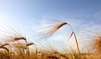 golden ears of wheat in the cultivated field and blue sky