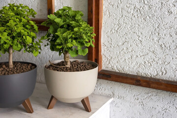 Ginkgo biloba bonsai tree. Ginkgo with green fan-shaped leaves in containers, bonsai art, green...