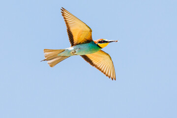 European Bee-eater in flight with a dragonfly across its beak on a blue sky background
