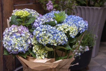 Beautiful blue and purple hydrangea or hortensia flower close up, flowers in big bouquet. Blooming Hydrangea macrophylla