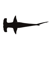 しゅもくざめ シュモクザメ Hammerhead Shark - obrazy, fototapety, plakaty