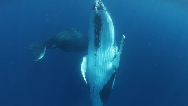 Furchenwale Bilder Durchsuchen 1,584 Archivfotos, und