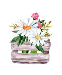 Wooden box with a bouquet of summer wild flowers. Chamomile flower and clover. Watercolor illustration.